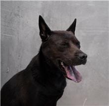 【待認養】混種犬 狗 (男生) - 基隆市寵物銀行