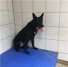 【待認養】混種犬 狗 (男生) - 新北市新店區公立動物之家