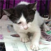 【待認養】混種貓 貓 (未知) - 桃園市動物保護教育園區