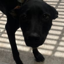 【待認養】混種犬 狗 (男生) - 苗栗縣動物保護教育園區