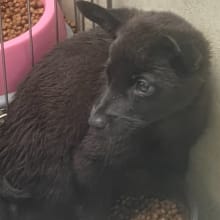 【待認養】混種犬 狗 (男生) - 苗栗縣動物保護教育園區