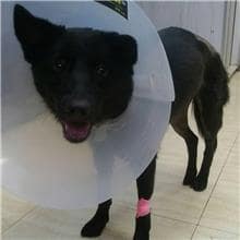 【待認養】混種犬 狗 (女生) - 桃園市動物保護教育園區