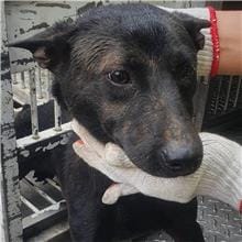 【待認養】混種犬 狗 (男生) - 桃園市動物保護教育園區