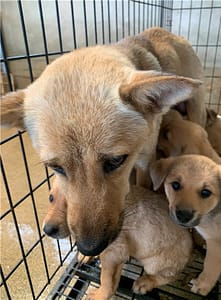 【待認養】混種犬 狗 (女生) - 澎湖縣流浪動物收容中心