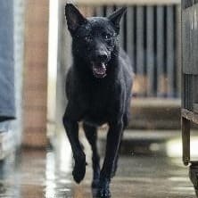 【待認養】混種犬 狗 (男生) - 新北市淡水區公立動物之家