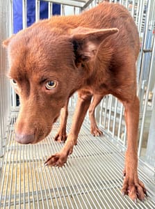 【待認養】混種犬 狗 (女生) - 花蓮縣狗貓躍動園區