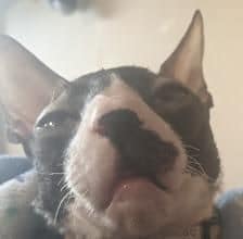 狗窩好日子有限公司