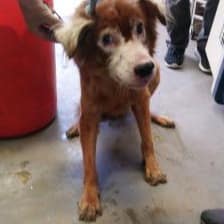 【待認養】混種犬 狗 (男生) - 新北市五股區公立動物之家