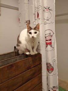 國立屏東科技大學工作犬訓練中心