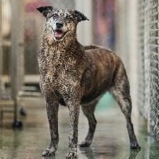 【待認養】混種犬 狗 (女生) - 新北市淡水區公立動物之家