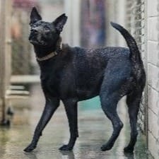 【待認養】混種犬 狗 (男生) - 新北市淡水區公立動物之家