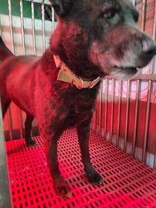 【待認養】混種犬 狗 (男生) - 新北市五股區公立動物之家