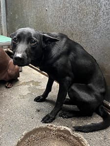 【待認養】混種犬 狗 (女生) - 彰化縣流浪狗中途之家