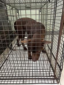 【待認養】混種犬 狗 (女生) - 金門縣動物收容中心