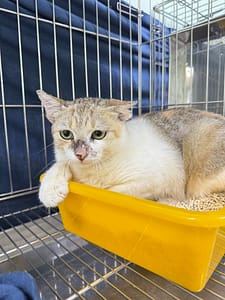 【待認養】混種貓 貓 (女生) - 新北市八里區公立動物之家