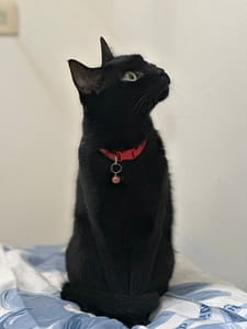 【急尋】混種貓 - 雲林縣大埤鄉尚義村 (黑色)