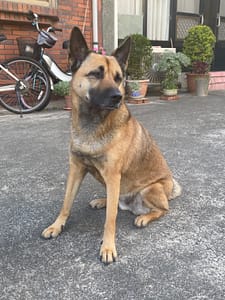 【急尋】混種犬 - 苗栗縣頭份市土牛里3鄰35號 (棕黃色)