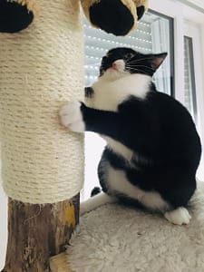 久緣柯基犬舍