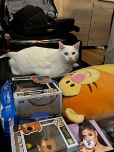 傾心貓舍