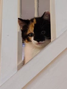 卡優寵物美容生活館