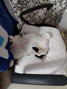 吉利貓屋