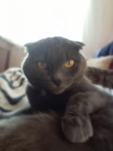 妞乃糖時尚寵物美容