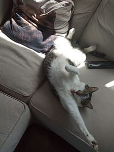 安柏來啦貓咪甜點商行