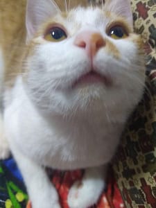 帕皮黛莉寵物美容店