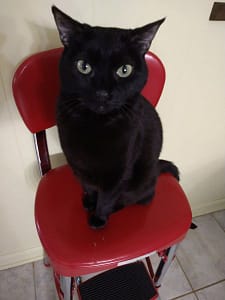 東森寵物雲股份有限公司歸仁中山分公司