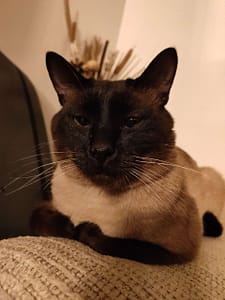 林國隆博美犬舍