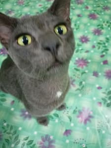 沐寓寵物精緻旅館