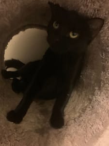 萬達寵物事業股份有限公司_小港漢民分公司