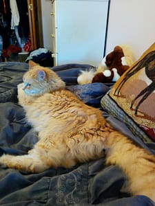 萬達寵物事業股份有限公司台南崑大分公司