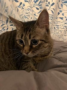 萬達寵物事業股份有限公司永康分公司