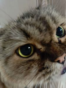 貓星股份有限公司