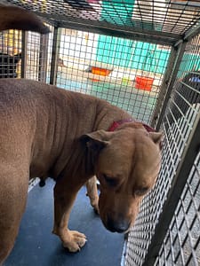 【待認養】比特犬 狗 (女生) - 屏東縣公立犬貓中途之家