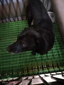 【待認養】混種犬 狗 (男生) - 新北市五股區公立動物之家
