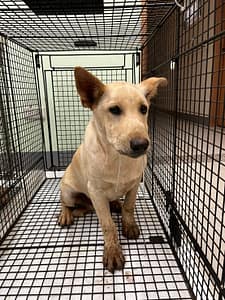 【待認養】混種犬 狗 (男生) - 金門縣動物收容中心