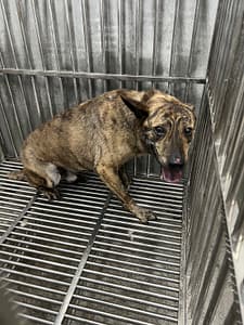 【待認養】混種犬 狗 (男生) - 基隆市寵物銀行