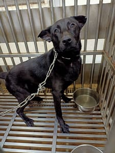 【待認養】混種犬 狗 (男生) - 新北市板橋區公立動物之家