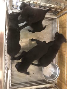 【待認養】混種犬 狗 (女生) - 澎湖縣流浪動物收容中心