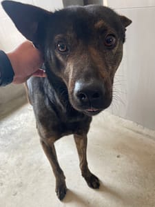 【待認養】混種犬 狗 (男生) - 金門縣動物收容中心