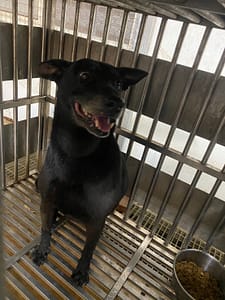 【待認養】混種犬 狗 (女生) - 新北市板橋區公立動物之家