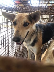 【待認養】混種犬 狗 (女生) - 澎湖縣流浪動物收容中心