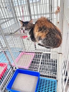 【待認養】混種貓 貓 (女生) - 苗栗縣動物保護教育園區