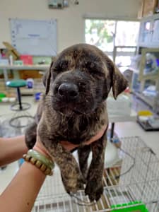【待認養】混種犬 狗 (女生) - 金門縣動物收容中心