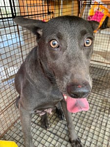 【待認養】混種犬 狗 (女生) - 澎湖縣流浪動物收容中心