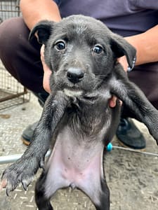 【待認養】混種犬 狗 (女生) - 彰化縣流浪狗中途之家