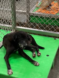【待認養】混種犬 狗 (女生) - 臺東縣動物收容中心