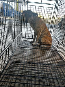 【待認養】混種犬 狗 (女生) - 澎湖縣流浪動物收容中心